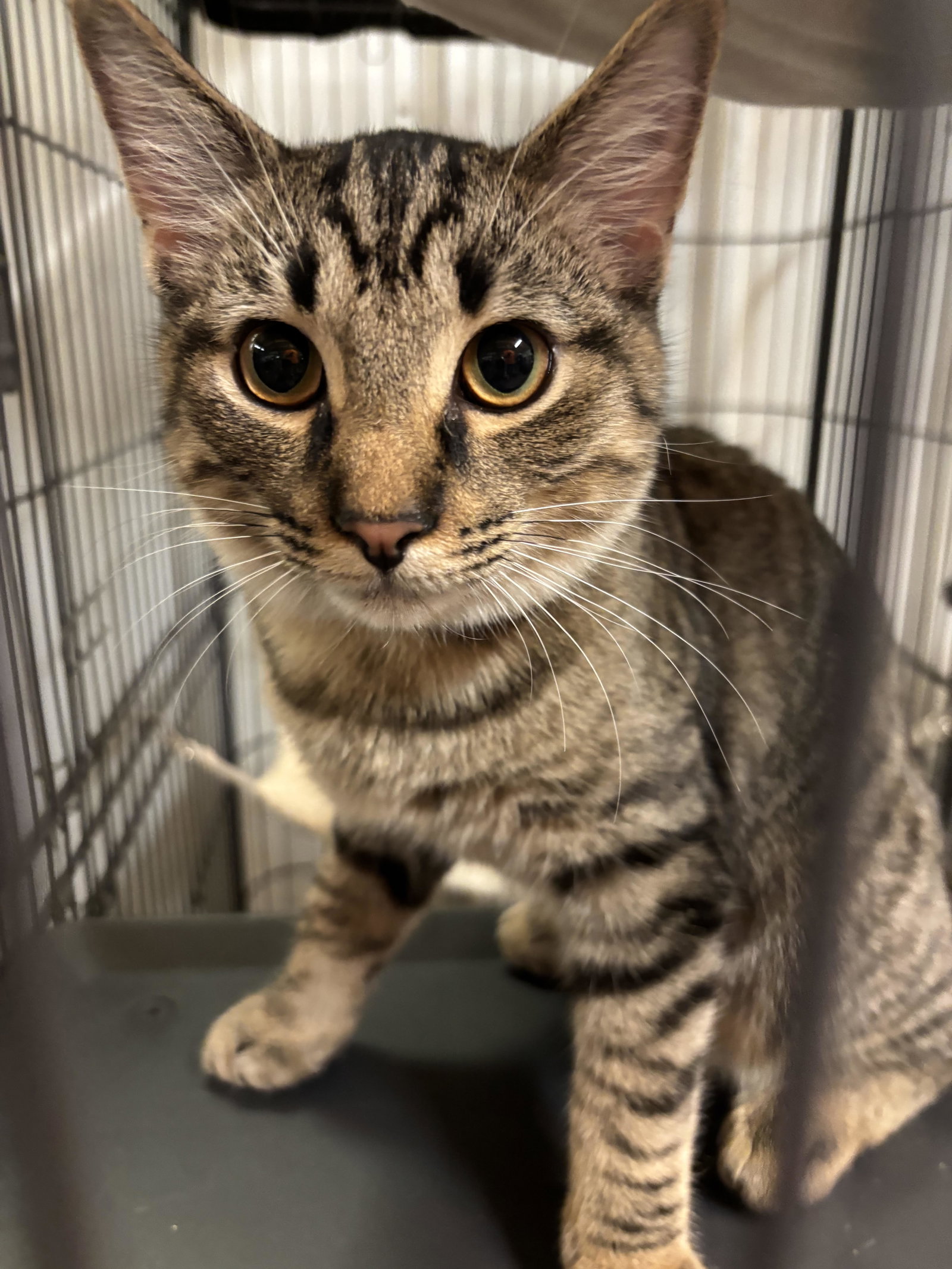 Petey, Tabby