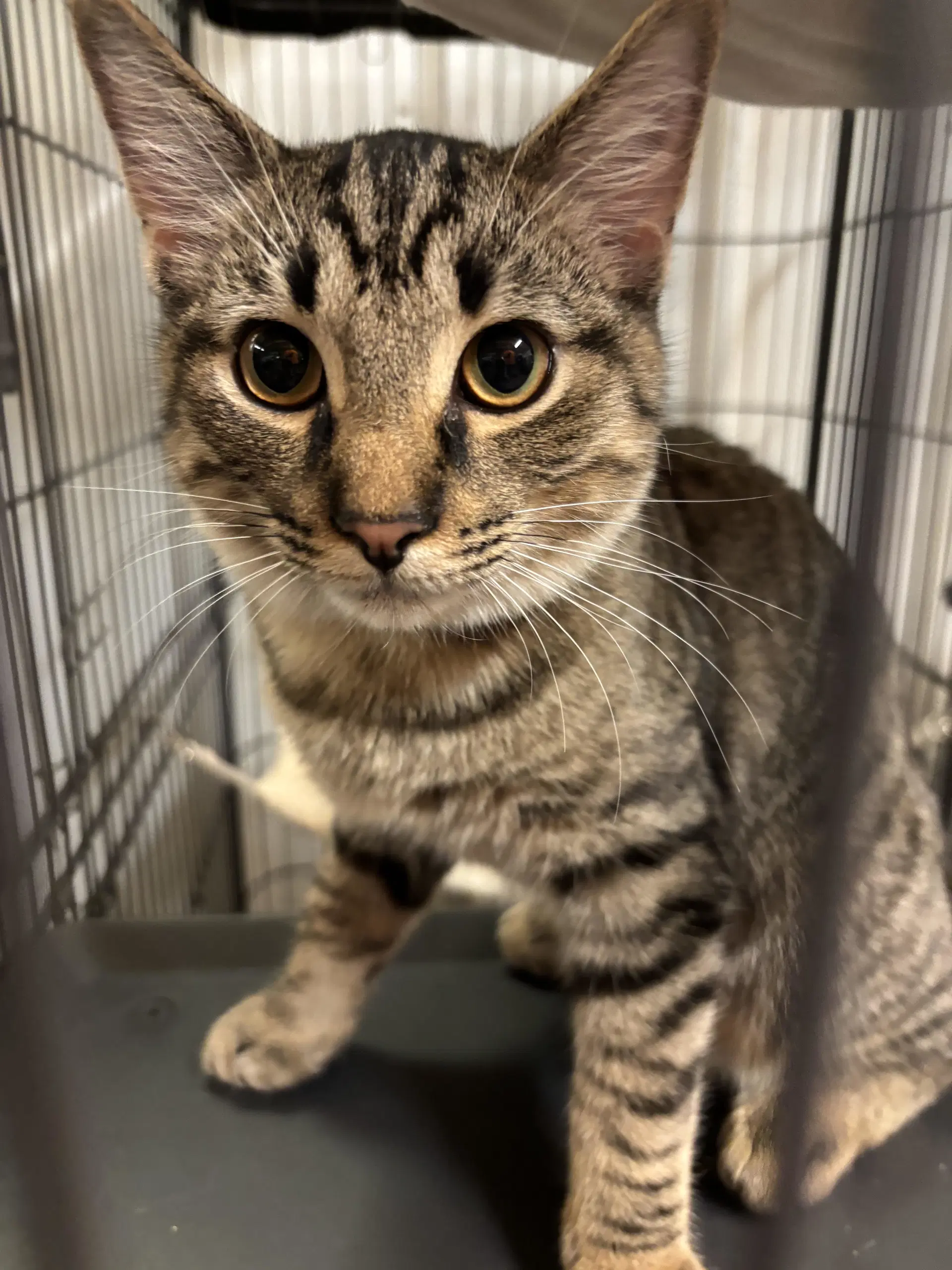 Petey - Tabby