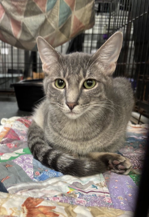 Alfalfa, a cat for adoption from Amarillo SPCA