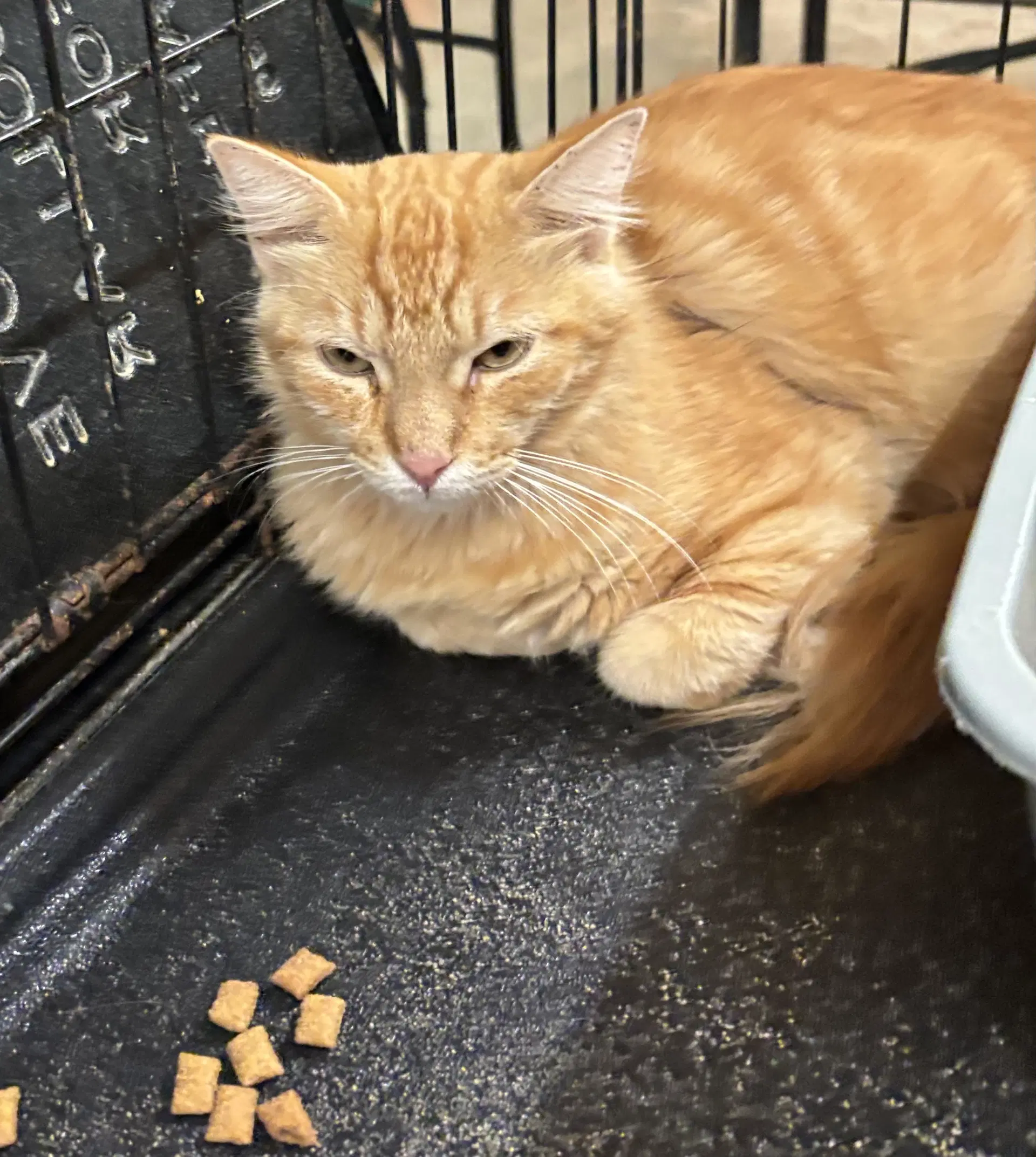 Jonesy - Tabby
