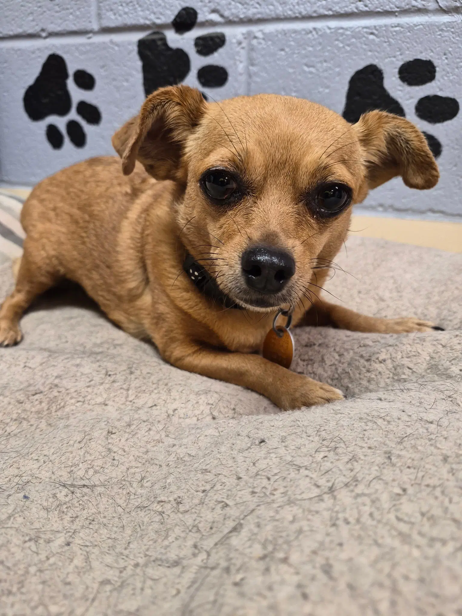 Sunny - Chihuahua