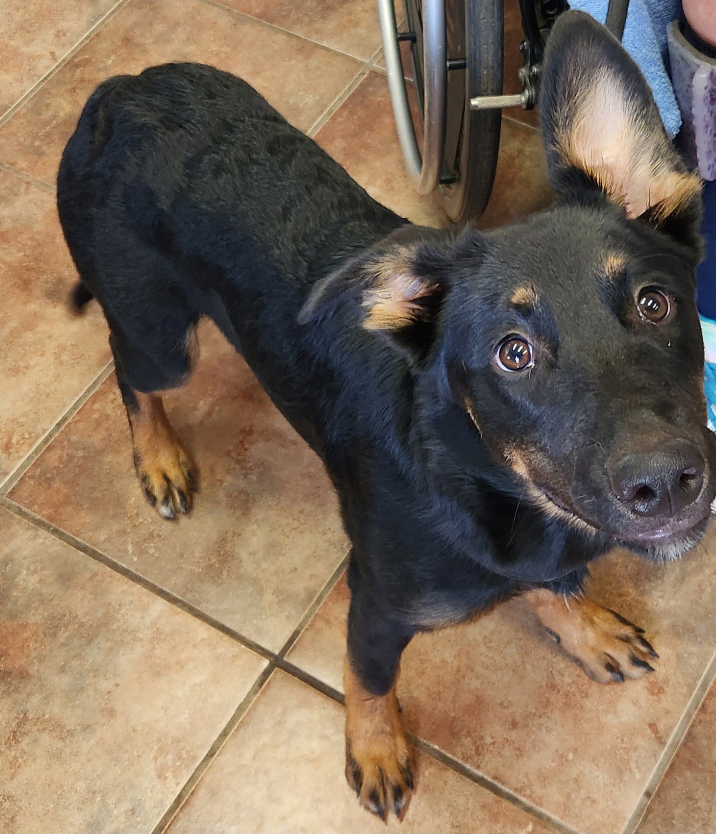 Jolene, German Shepherd Dog