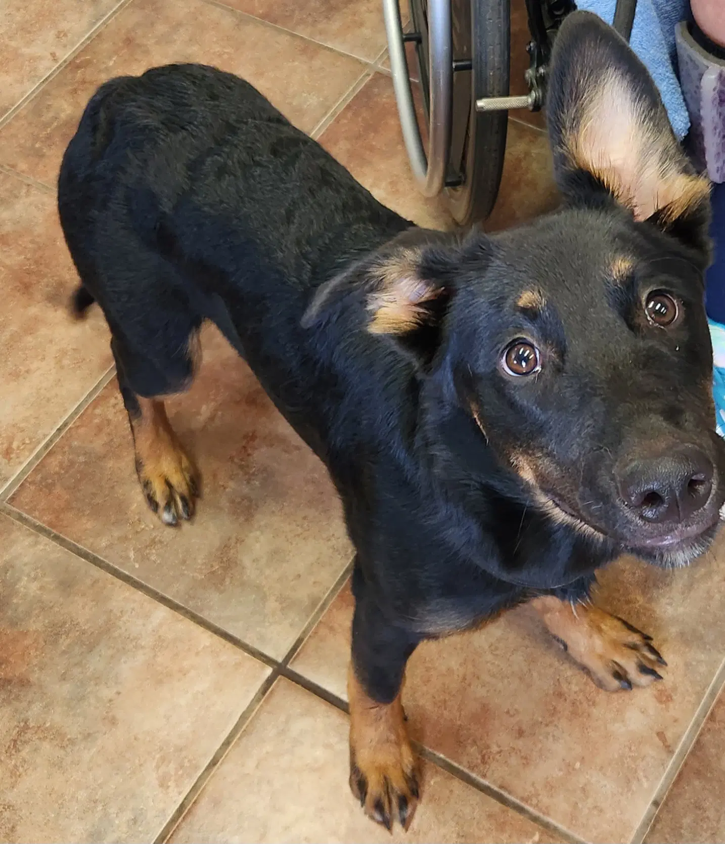 Jolene - German Shepherd Dog