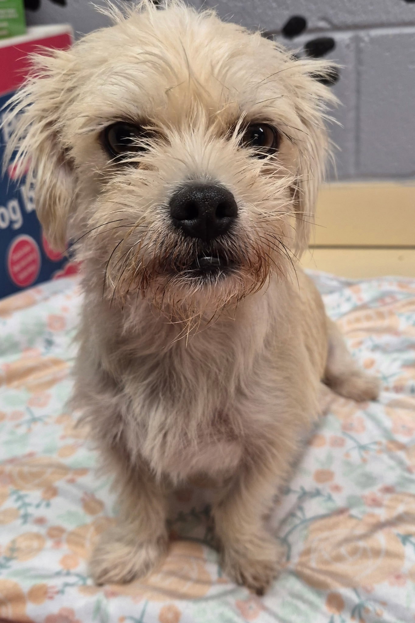 Missy, Terrier