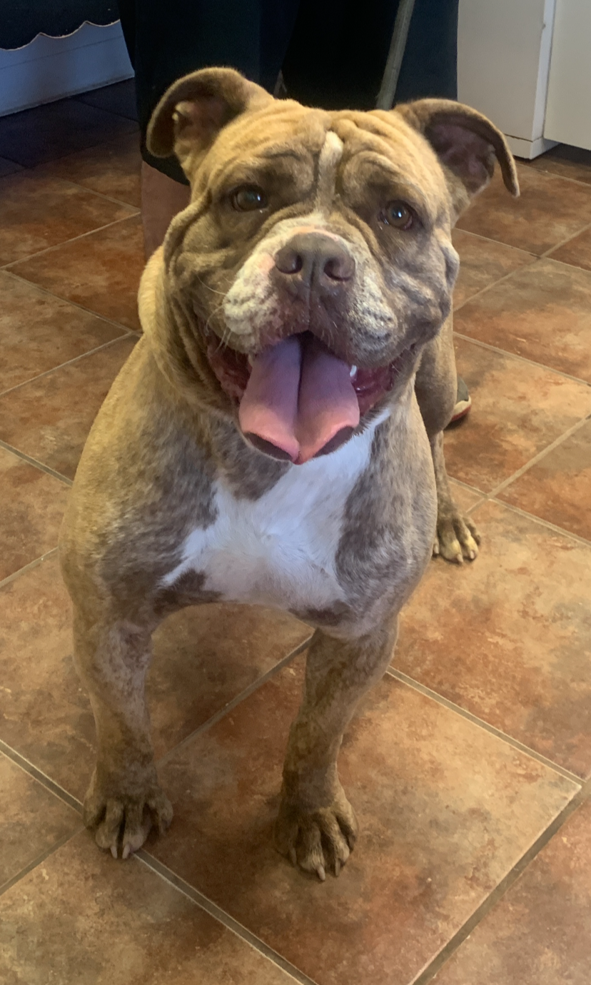 Diesel, English Bulldog