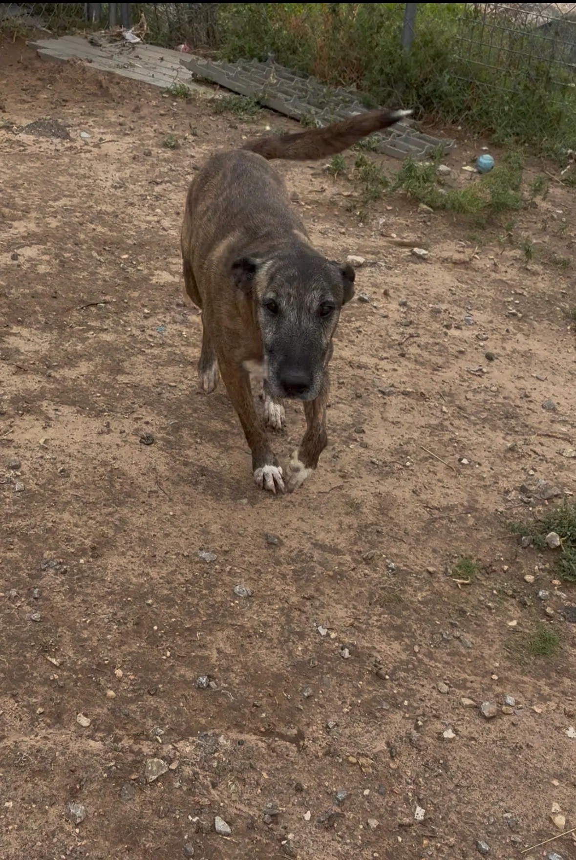Duke - Pit Bull Terrier