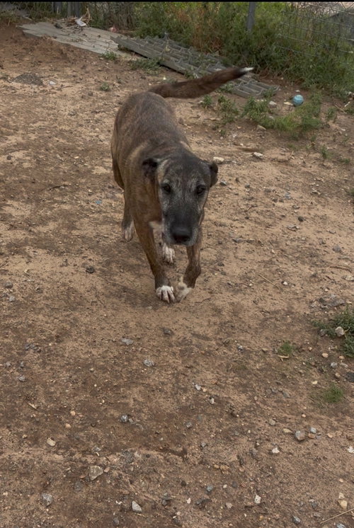 Duke, a dog for adoption from Amarillo SPCA