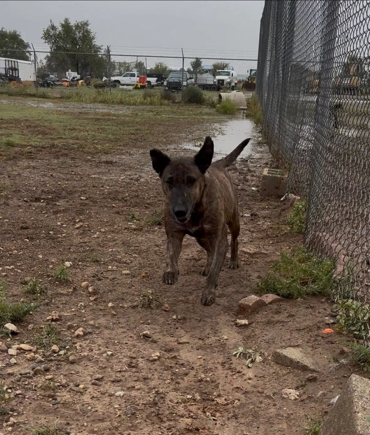 Daisy - Pit Bull Terrier
