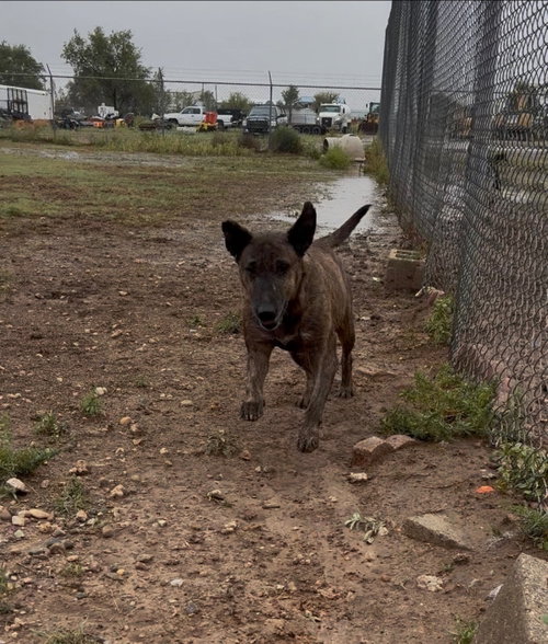 Daisy, a dog for adoption from Amarillo SPCA