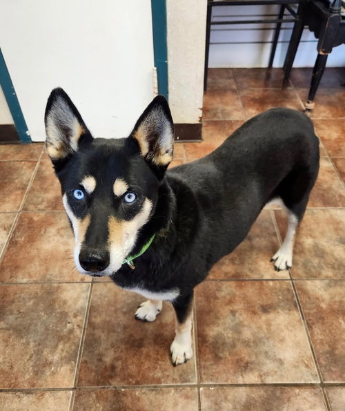Blue, a dog for adoption from Amarillo SPCA