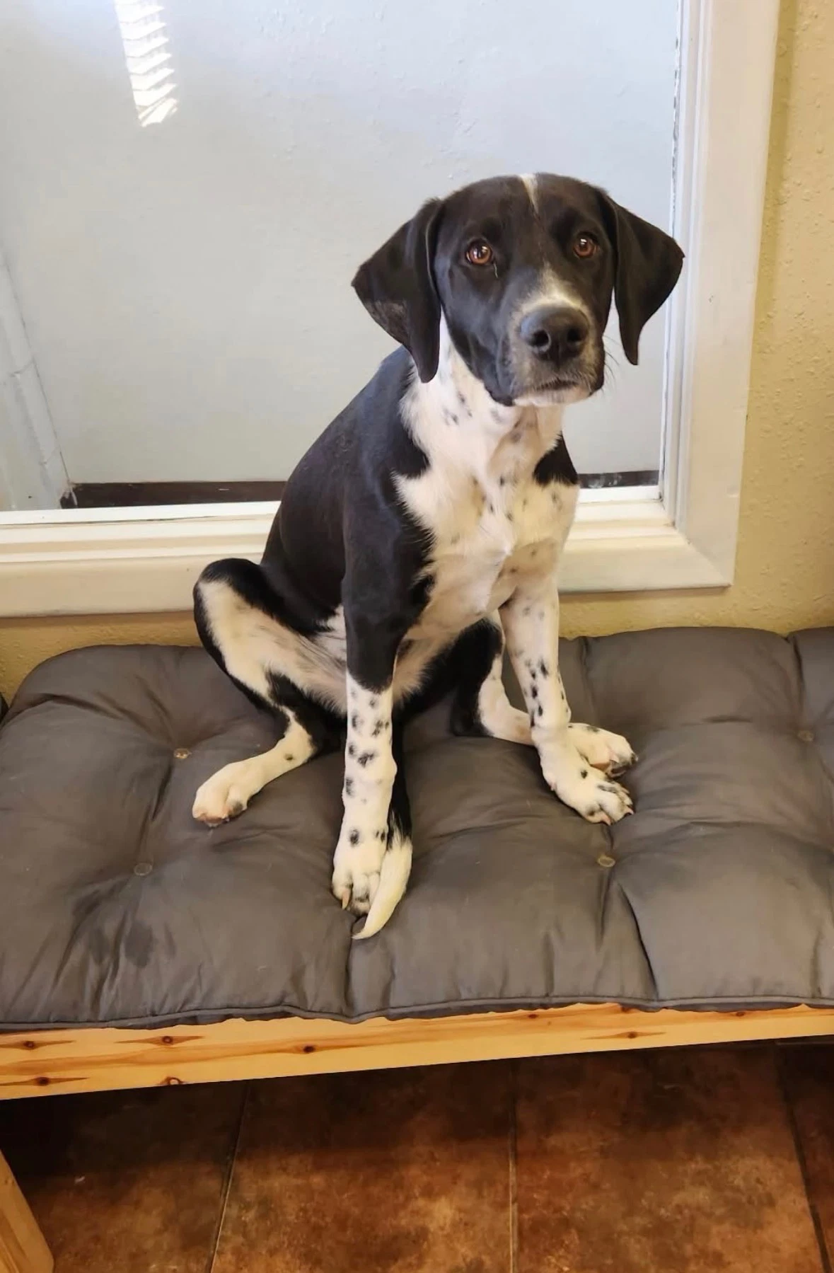 Scout
