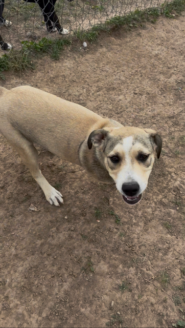 Sable, photo 2