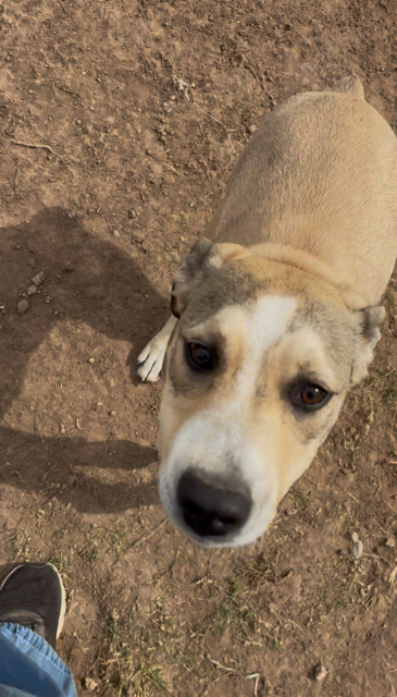 Sable, photo 3