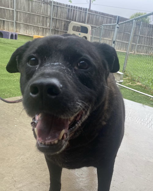 DELILAH - Black Labrador Retriever available for adoption
