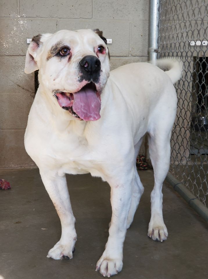 Dog adoption in Amarillo TX 79119 American Bulldog short coat