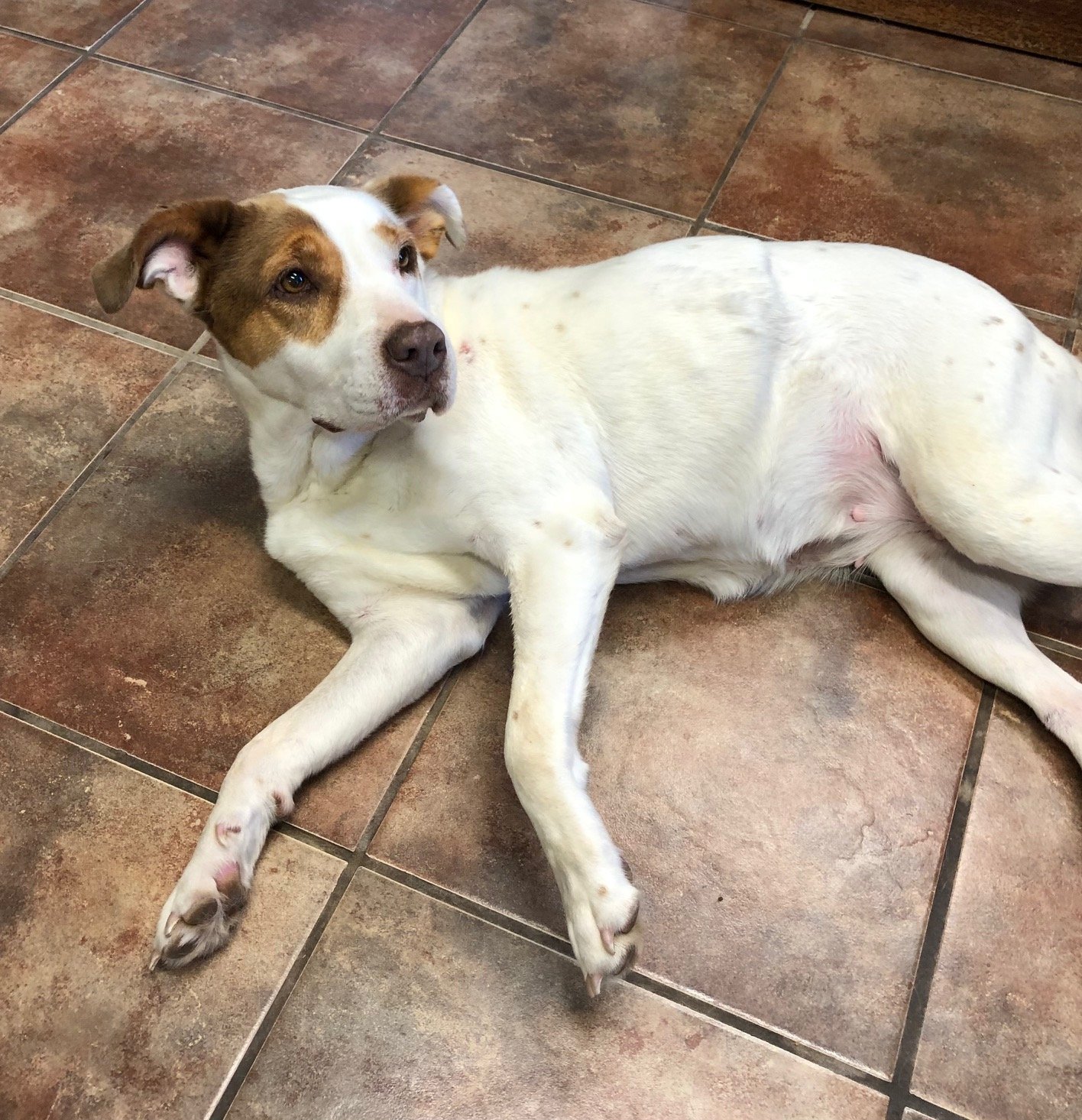adoptable Dog in Amarillo, TX named Jade