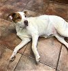 adoptable Dog in amarillo, TX named Jade