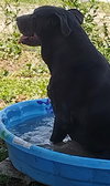 Bubba - Photo 2