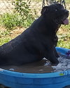 Bubba - Photo 3