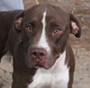 Rusty - Photo 2