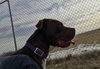 Rusty - Photo 4