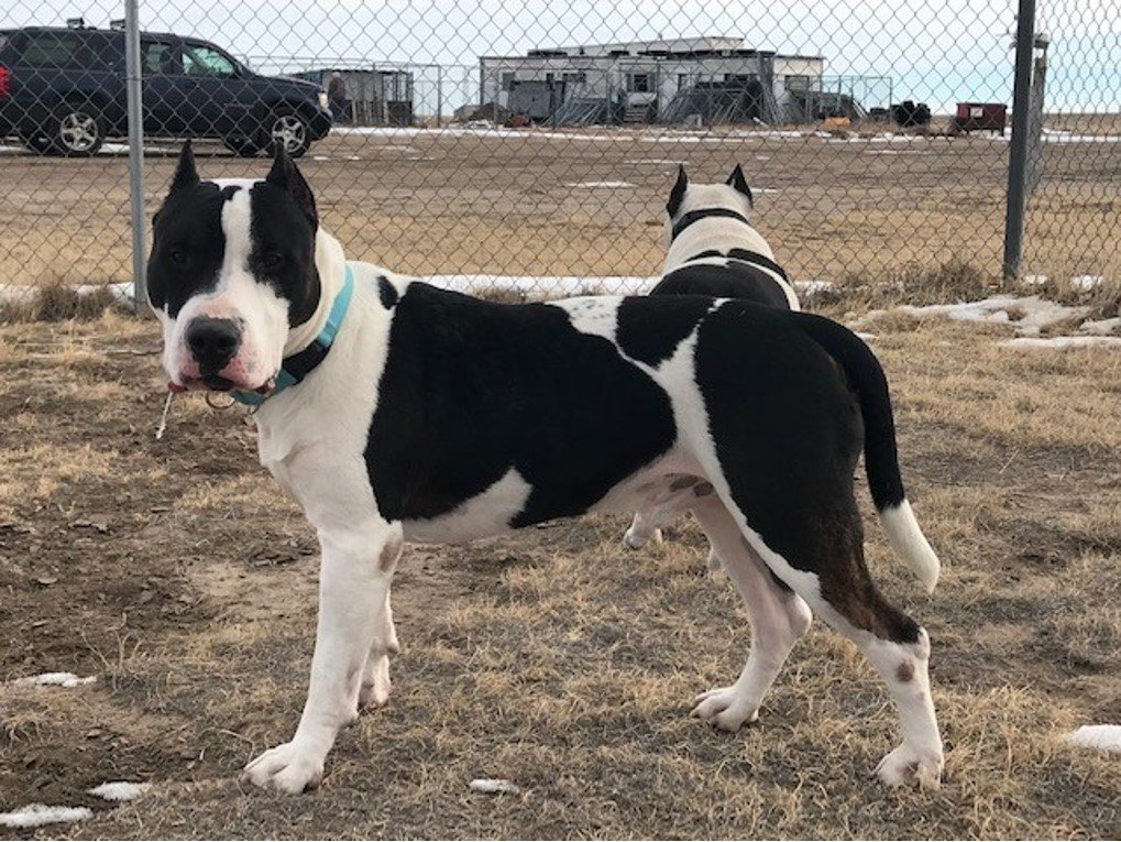 adoptable Dog in Yoder, CO named Max and Chyna