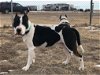 adoptable Dog in , CO named Max and Chyna