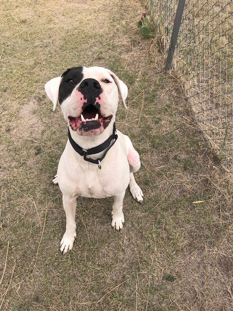 adoptable Dog in Yoder, CO named Zoey