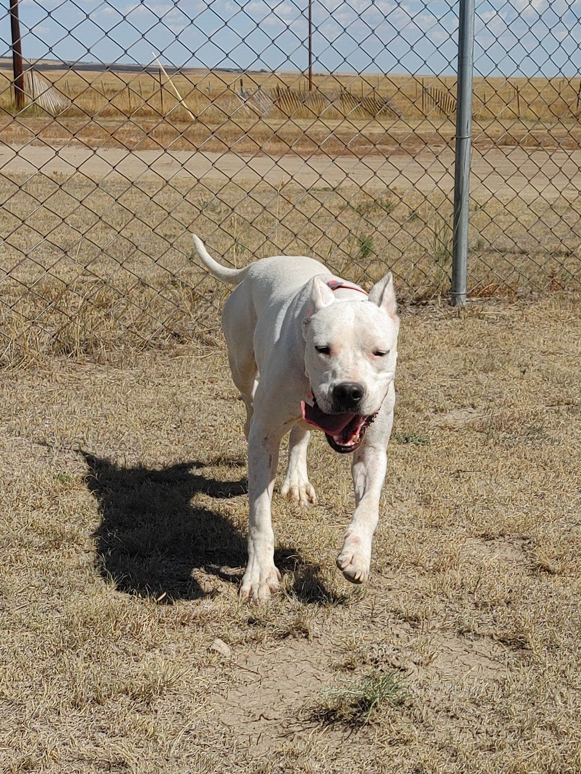 adoptable Dog in Yoder, CO named Shasta