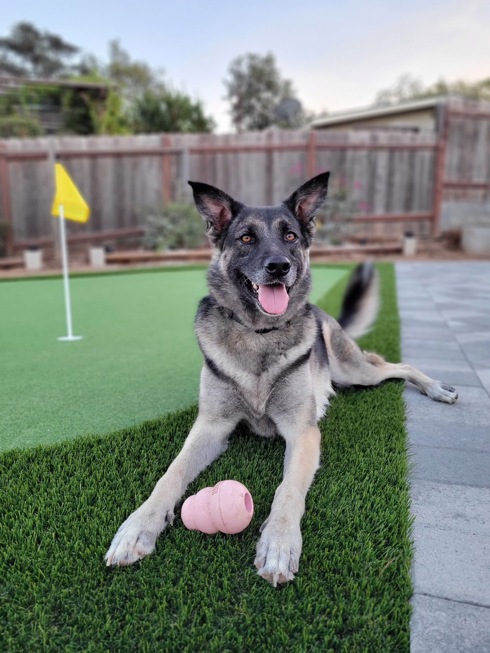 adoptable Dog in San Diego, CA named Helga