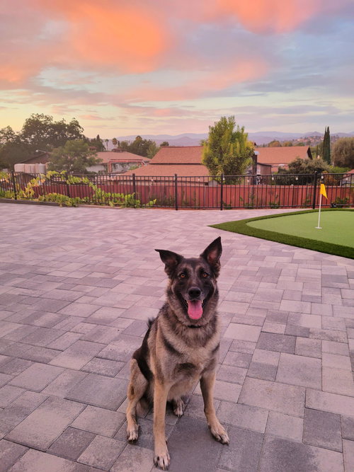 HELGA - German Shepherd Dog / Belgian Shepherd Malinois available for adoption