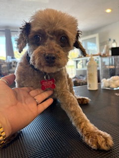 Muffin — thumbnail 5