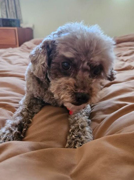 Muffin — thumbnail 2