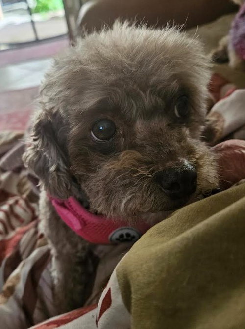Muffin — thumbnail 3
