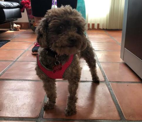 Muffin — thumbnail 8
