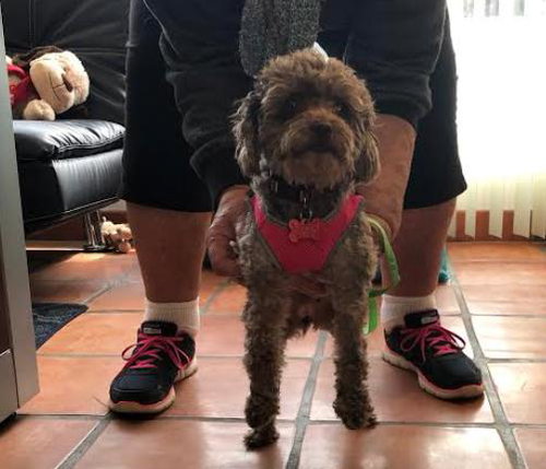 Muffin — thumbnail 7