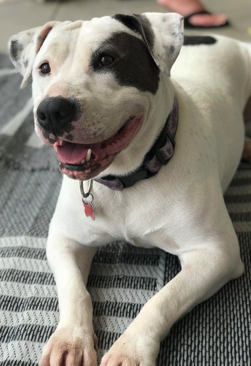 Lilyroo photo 1