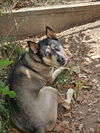 adoptable Dog in San Diego, CA named Naala