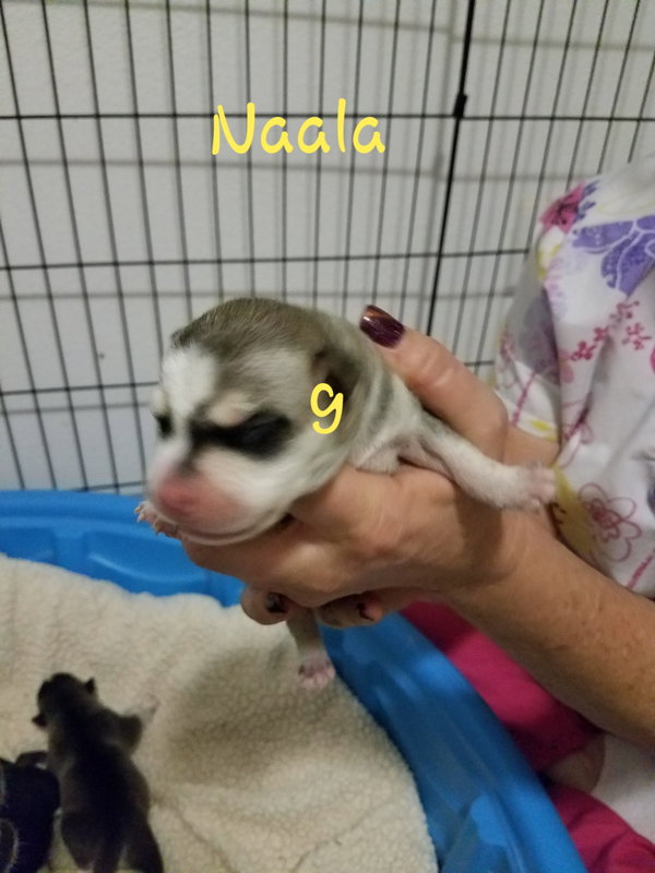 Naala