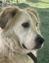 Auggie - Photo 1