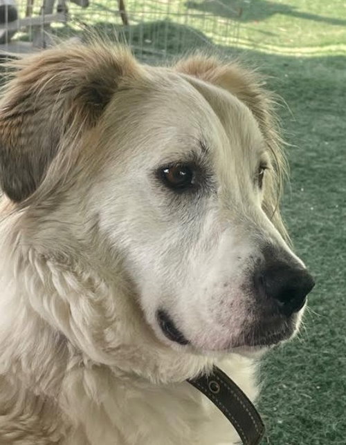 AUGGIE - Great Pyrenees available for adoption