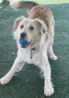 Auggie - Photo 2