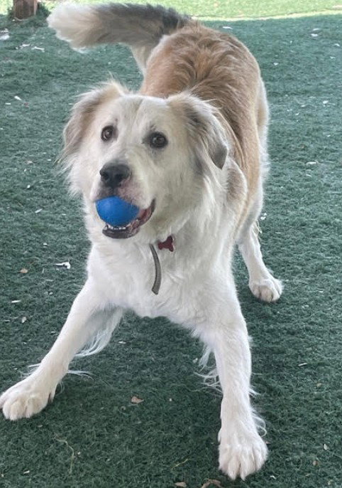 AUGGIE - Great Pyrenees available for adoption