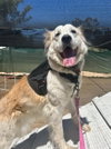 Auggie - Photo 2