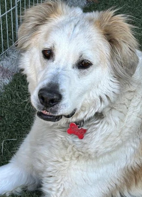 Auggie