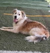 Auggie - Photo 3