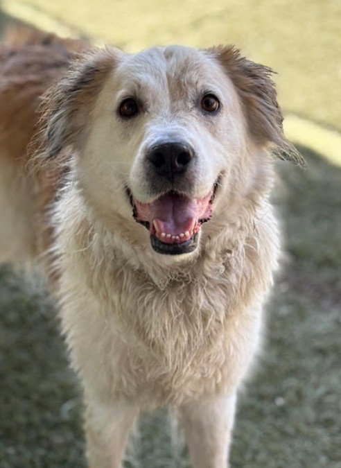 Great Pyrenees