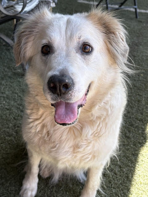 Auggie photo 2