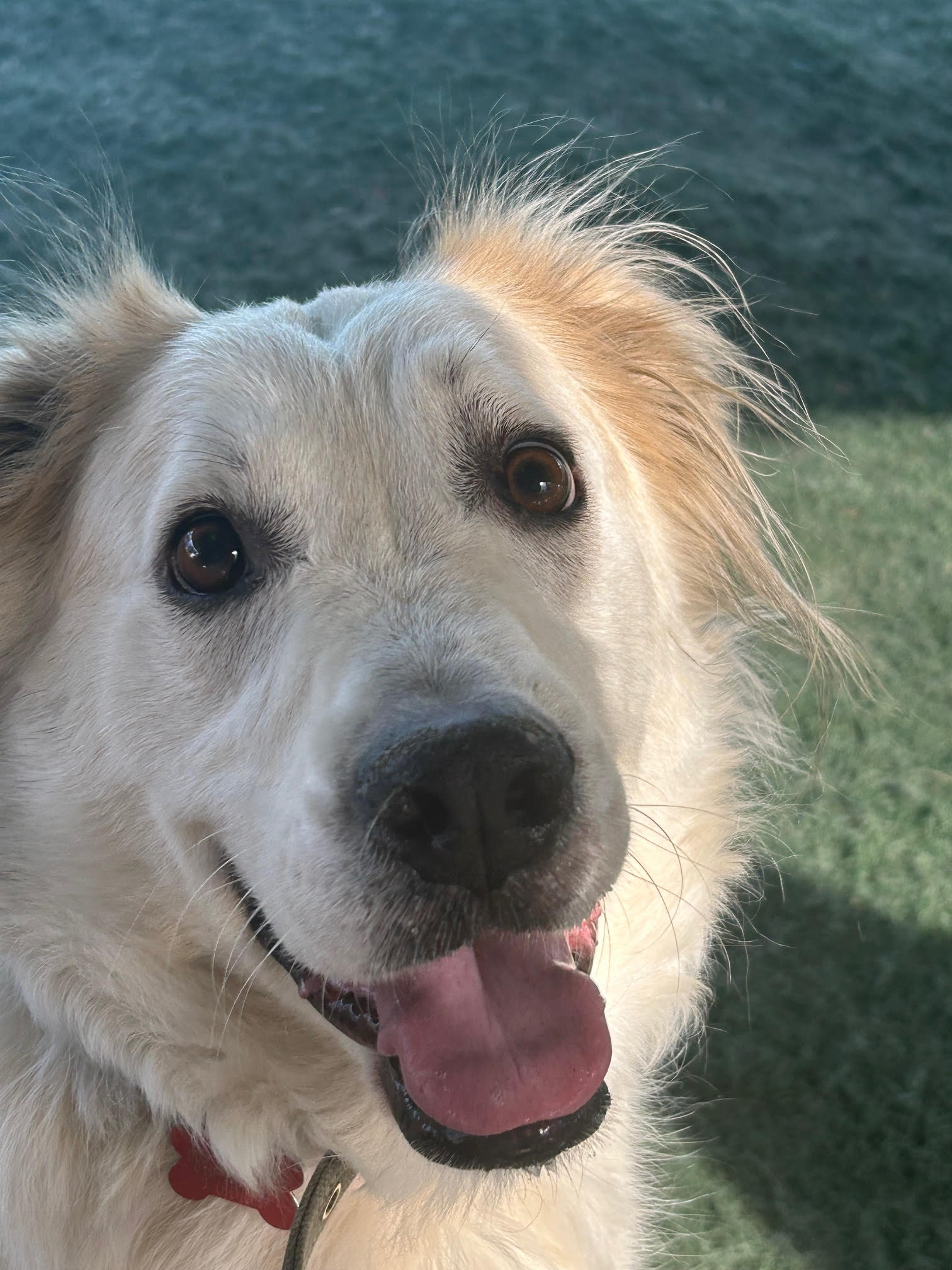 adoptable Dog in San Diego, CA named Auggie