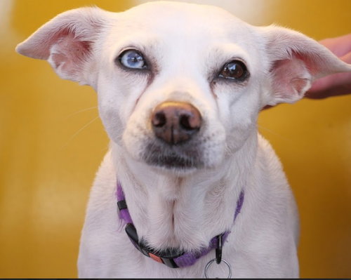 Jillie, an adoptable Chihuahua in San Diego, CA